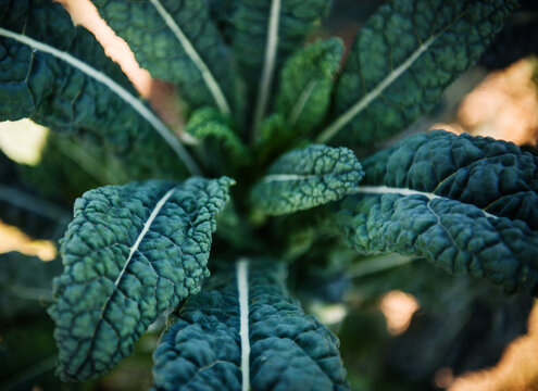 dinosaur kale close up..
