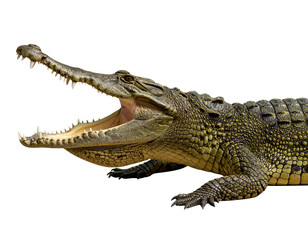Gharial Crocodile in Side View with Mouth Closed, Showing Long Snout and Slim Body, isolated on a transparent background