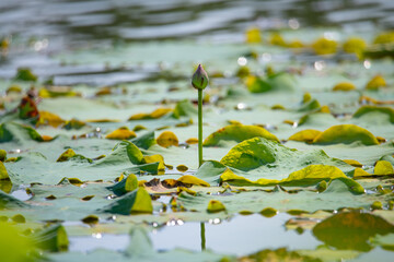 The fresh green lotus buds are very fresh and beautiful