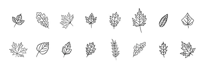 Set of autumn leaf outline illustrations leaves of oak, Hand drawn autumn leaves outline from different trees, oak, maple, chestnut. VECTOR ILLUSTRATION