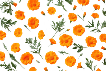Vibrant orange calendula flower pattern isolated on transparent background