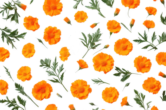 Vibrant orange calendula flower pattern isolated on transparent background - Powered by Adobe