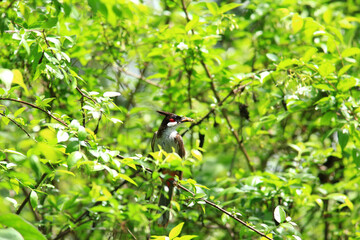 bird is looking for prey on a tree branch.