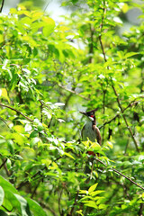 bird is looking for prey on a tree branch.