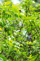 bird is looking for prey on a tree branch.