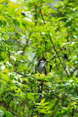 bird is looking for prey on a tree branch.