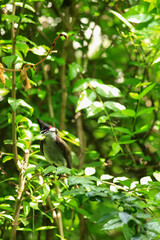 bird is looking for prey on a tree branch.