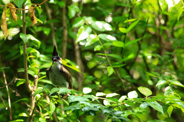 bird is looking for prey on a tree branch.