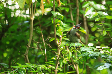 bird is looking for prey on a tree branch.