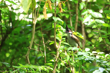 bird is looking for prey on a tree branch.