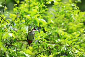 bird is looking for prey on a tree branch.