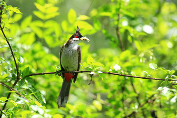 bird is looking for prey on a tree branch.