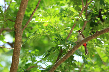 Fototapeta premium bird is looking for prey on a tree branch.