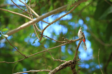 bird is looking for prey on a tree branch.