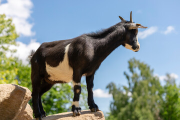 A black goat with white markings stands confidently on a rock, gazing towards the horizon....