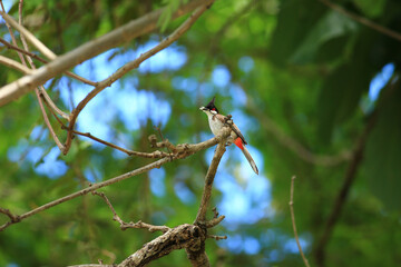 bird is looking for prey on a tree branch.