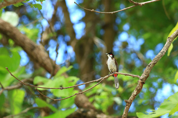bird is looking for prey on a tree branch.