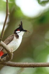 bird is looking for prey on a tree branch.