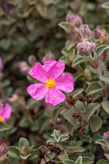Laden; It is a plant species with white or pink flowers that make up the Cistus genus of the Cistaceae family.