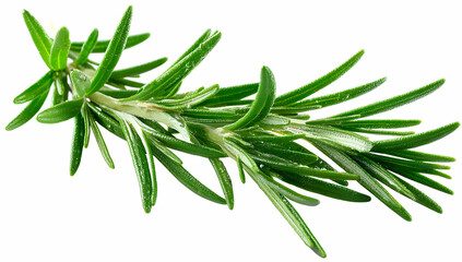 Fototapeta premium A vibrant and fresh sprig of rosemary, showcasing its slender green leaves, perfect for culinary use and natural remedies.