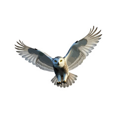 Obraz premium flying snowy owl isolated