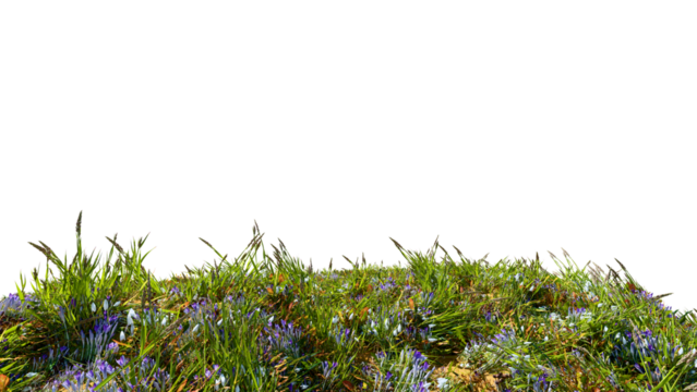 3d rendered lush windswept prairie isolated on a black background. 3D rendering of spring grass landscape with scattered blue tulips and flowers. 