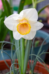 Fototapeta premium Narcissus plant Narcissus flower has bloomed