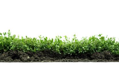 Lush green plants growing from dark soil isolated on transparent background