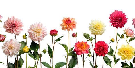PNG Colorful Dahlia Flowers Dahlias