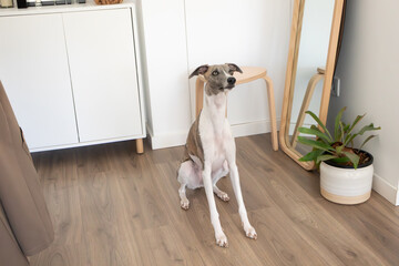 Whippet dog sitting in modern interior with plants, concept pet-friendly home for rent