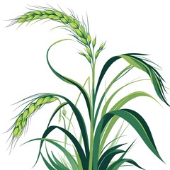 Obraz premium green plant isolated on white background