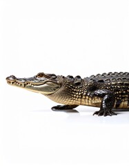 Naklejka premium An impressive alligator is seen in detail as it is lying on a white surface while its textured skin and powerful features are displayed with clarity.