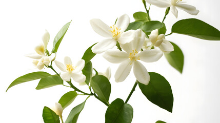 Obraz premium Close-up of a beautiful spring bouquet of white lily blossoms with green leaf in a garden.
