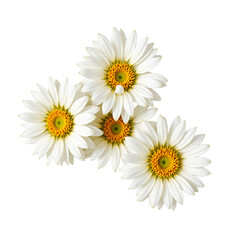 Obraz premium Beautiful White Daisies with Yellow Centers Isolated on a White Background for Nature and Floral Themes