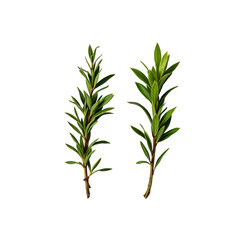 Fototapeta premium Fresh Green Leafy Twigs on a Clean Background Ideal for Nature Themes and Eco-Friendly Projects
