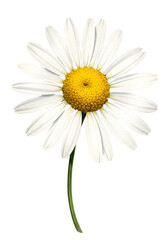 A single daisy with white petals and a yellow center stands upright on a green stem