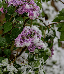 lilac flowers in the garden covered with spring snow