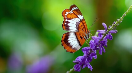 Colorful Butterfly Fluttering Near Purple Flower Against Soft Green