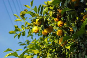 Lemons on lemon tree and blue sky at the background. View from below. Ripe lemons on a tree. Lemon...