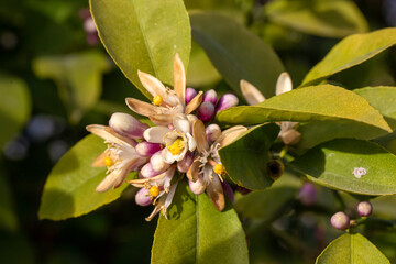 Obraz premium lemon blossoms in full bloom, radiating freshness and purity against lush green leaves
