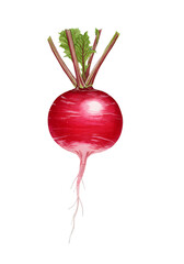 A single red radish with green leaves against a gradient redpink background