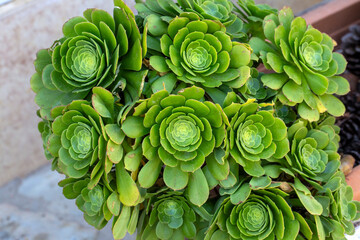 A close-up of a vibrant green Aeonium arboreum succulent plant.