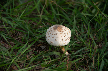 Lonely Mushroom in the Grass