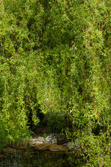 Path in the park, alley in the park with trees, alley with bushes, park alley with plants
