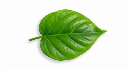 Obraz premium Close-Up of a Single Fresh Green Leaf with Intricate Veins and Smooth Texture – Ideal for Eco or Organic Themes