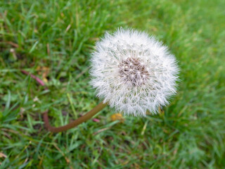 Dandelion in the Grass