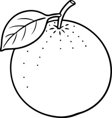 citrus outline vector illustration, line art	