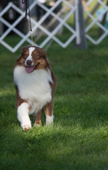 Australian Shepherd proudly striding towards the camera