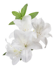 Fototapeta premium Azaleas flowers with leaves, White flowers isolated on white background with clipping path