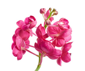 Vanda Orchids, Pink Orchids isolated on white background, with clipping path 